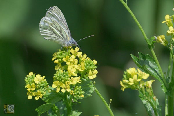 a small white butterfly on a yellow flowering shrub