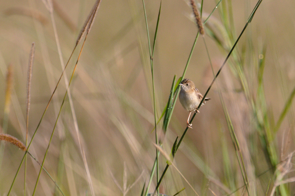 Small mostly brown bird perched on a tall grass stem. Background is more grass in an overgrown pasture