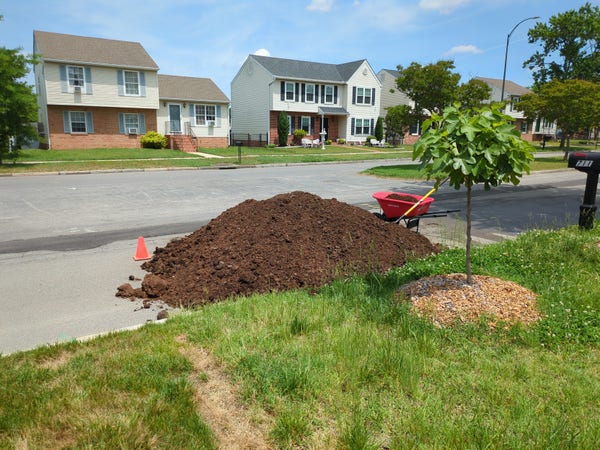 A pile of compost bumping out from the curb into an unnecessarily wide residential road. In the direction of oncoming traffic, there is a small orange cone. In the foreground is a tall, bushy fig tree. In the background there is a shovel and a wheelbarrow. 