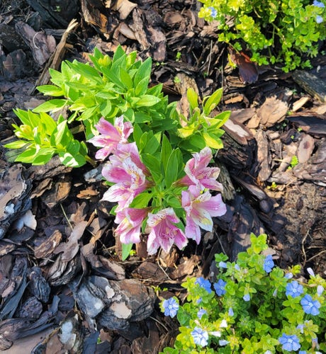 Pink Alstromeria plant in a garden surrounded by pine mulch.