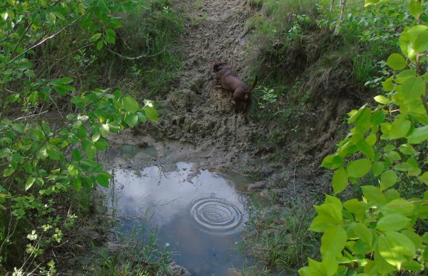 A small brown dog climbing up the steep side of a watering hole