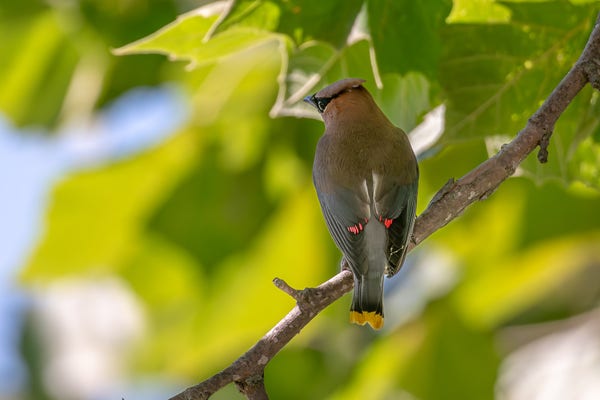 Photograph of a cedar waxwing perched on a leafless branch with out of focus green leaves and patches of blue sky in the background. The waxwing is facing away from the camera with its head partially turned to the left leaving one eye visible. Cedar waxwings have tan feathers, black beaks, dark eyes surrounded by a black mask, a crest that can be raised and lowered, and brown legs and feet. Waxwings have red "wax" on the tips of some of its wing feathers and yellow wax on the tips of its tail feathers. The "wax" varies by bird and bird age and is caused by the accumulation of organic pigments that come from its mostly fruit diet.