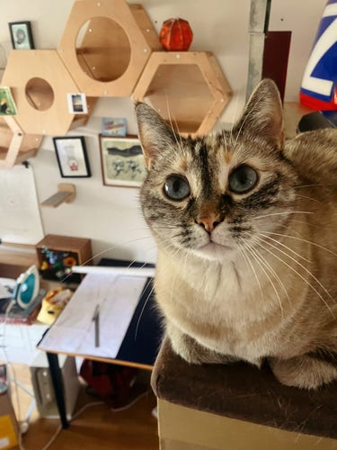 Photo d’un chat mignon au sommet d’une bibliothèque