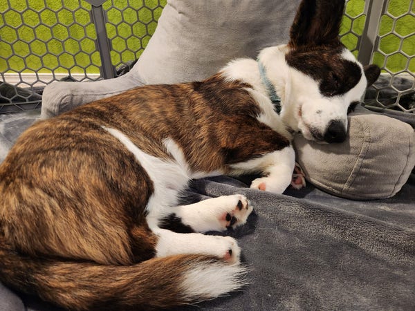 A brindle and white cardigan Welsh corgi, fast asleep with his head on a pillow