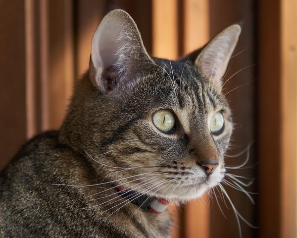 Photograph of a small grey/brown tabby cat's face.