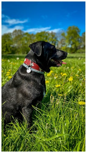Black dog with a red collar sitting in a green field with dandelions and trees in the background under a blue sky.