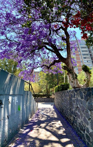 Photo of a walkway with a huge tree, covered in purple flowers, looming above it. 