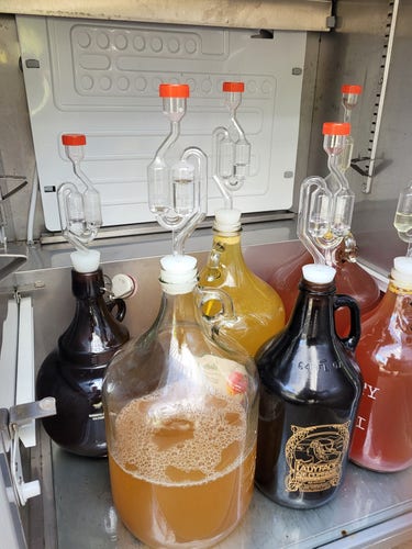 1 gallon bottle of apple cider mixed with yeast and a few raisins in a converted refrigerator. There are another five bottles with airlock around it with mead in it.