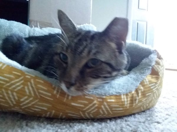 Ginza taking ownership of her first cat bed. You can see her still in a state of disbelief and nervousness about settling herself down into its comfortable space and behind her you can see the doors open to the outside. 