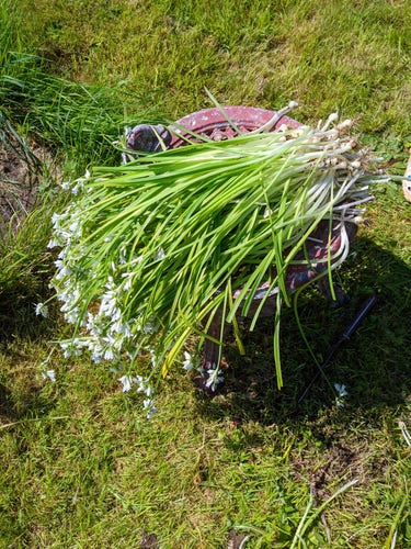A pile of 3 cornered leeks plucked from a hedge rest on a chair base.