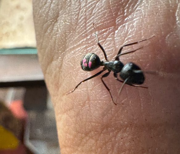 A big black ant with pink dots on her gaster on my hand. 
