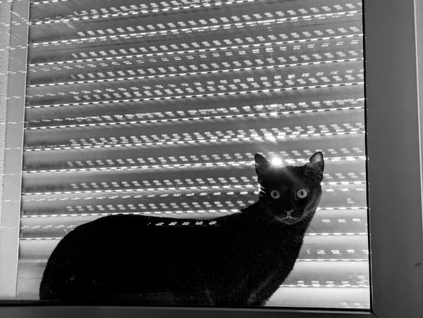 Photo noire et blanc d'un chat noir, entre la fenêtre et le volet roulant mi clos, à travers lequel on devine le soleil. 