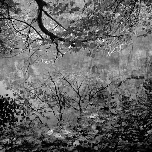 Black and white square image. Branches with leaves overhang a pond. There are reflections of the branches and leaves in the still water of the pond. This image was shot on film with a Hasselblad 500C medium format camera.