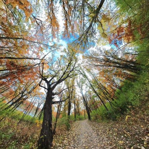 Photo of an autumn forest scene, with colorful leaves filling the canopy.