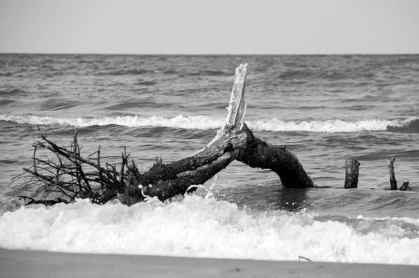 A broken tree floating on the seashore.  Everything in black and white.