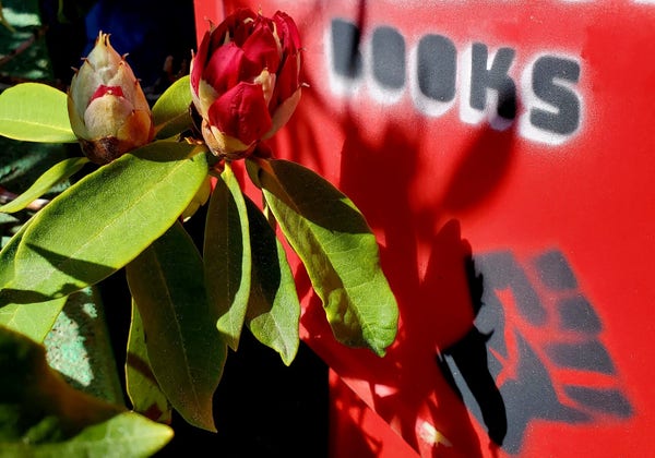 Red rhododendron flower buds against an old, red plastic, newspaper box with BOOKS & solidarity fist spray painted on it.
