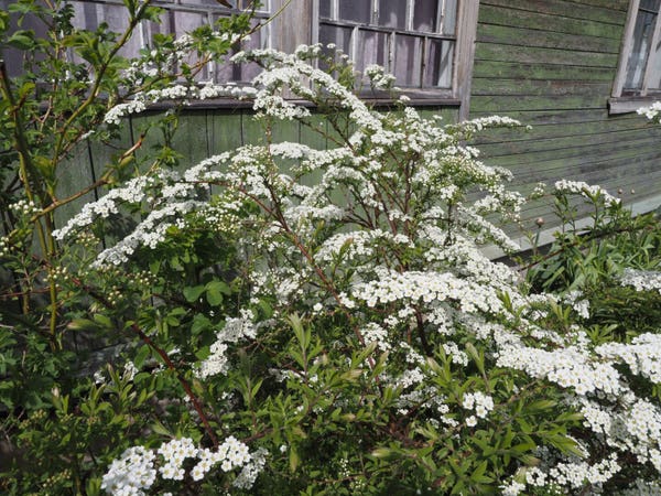 A bush with many small white flowers, with a wall of an old wooden house in the background.