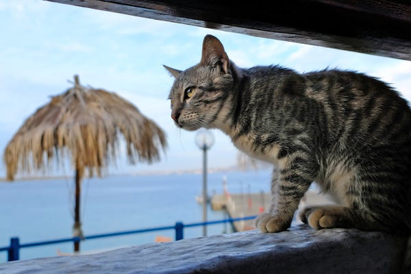 A tabby cat sits in some kind of window opening. Behind the cat, slightly out-of-focus, are a beach umbrella and the sea.
