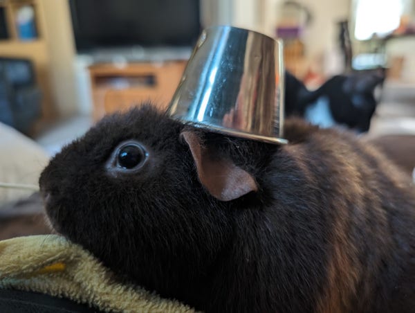 Brown American Teddy guinea pig wearing a small metal cup in its head. Tuxedo cat in the background.