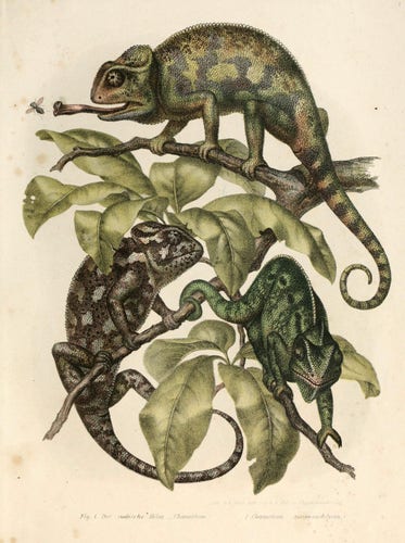 digital scan of color book plate, portrait orientation: illustration of 3 chameleons perched in foliage, one with tongue extended catching an insect, identified as Indian Chameleons - each with different colors/patterns (all earthtoned green/brown/tan)