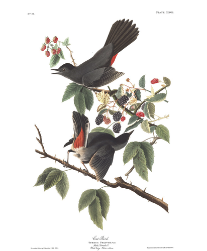digital scan of Audubon’s original color plate: male and female Gray Catbird pair feeding on a branch of fruiting blackberry bush