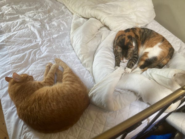 Tigger and Anya fast asleep on an unmade bed.