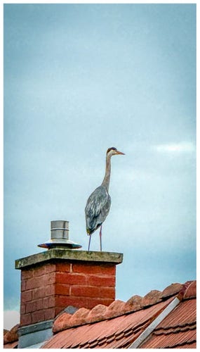 A heron standing on a rooftop next to a chimney.