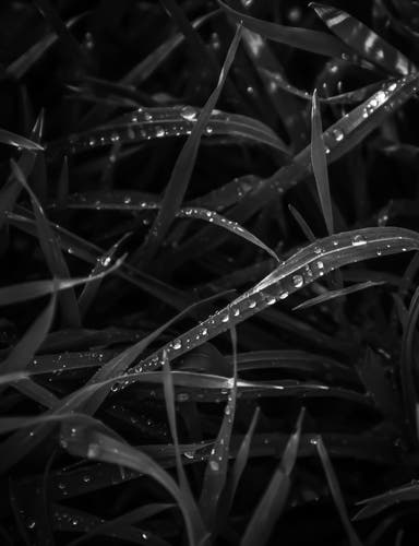 Subject: Grass blades covered in dew drops.

Image format: Grayscale photograph.

Genre: Macro nature photography.
Background: More grass blades, forming a pattern of lines and droplets.

Colors: Shades of black, white, and gray, emphasizing contrast.

This grayscale macro photograph beautifully captures the intricate details and textures of nature.