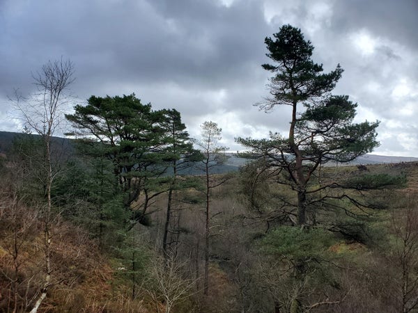 Scots Pine Trees emerge from young broadleaf trees on the side of a steep valley, under a cloudy and damp sky