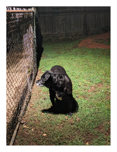 night, lit by floodlight. high angle view. a black lab/pitty stands on grass facing us, his head turned right, staring through a rusty chain link fence with a concrete driveway on the other side of it.