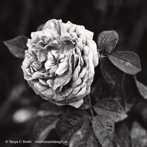 A summer rose flower closeup in black and white.