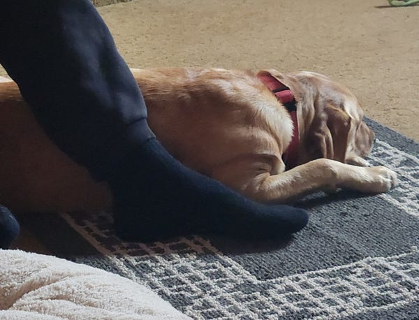 Golden Labrador retriever laying on a rug next to her pal's socked feet while they watch television.