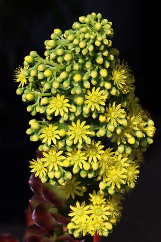 A tall thick head of small daisy-like yellow and green flowers, many opened, many still as buds, emerges from the top of a dark red and green broad-leafed succulent.