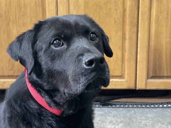 Head portrait of an adult black Labrador cross dog wearing a red collar. He's looking up and right out of the frame. There are out-of-focus wooden kitchen doors behind him.