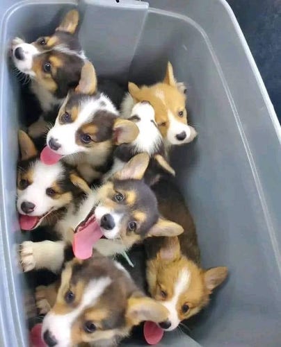 In this image we can see dogs in a container.