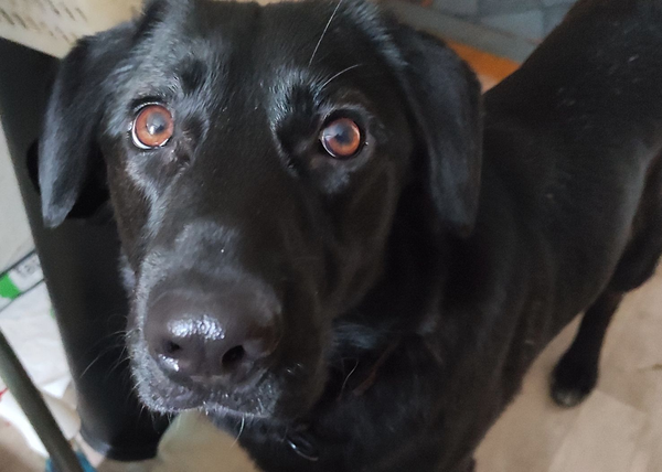 a black dog with brown eyes looks into the camera lens