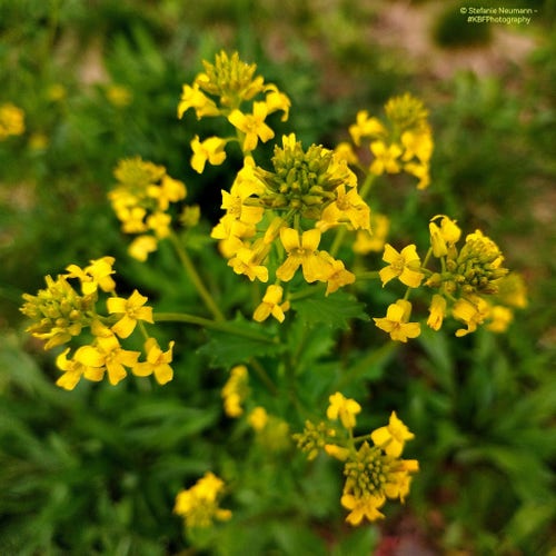 Yellow-flowering Barbarea vulgaris agg.