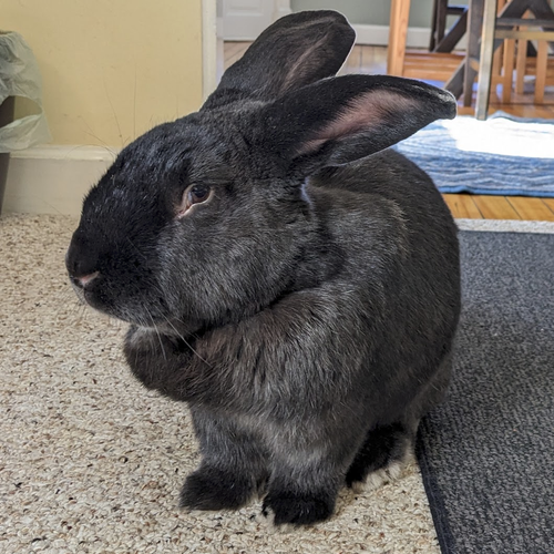 Big black bunny sitting and looking handsome.