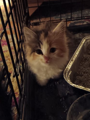 A baby calico cat with long hair and tufted ears stares from inside a large pet kennel 