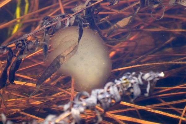 Under water, in a shallow pool among submerged brown plant material, is an egg-shaped white mass. Faint dark spots, embryos,  are already visible. 