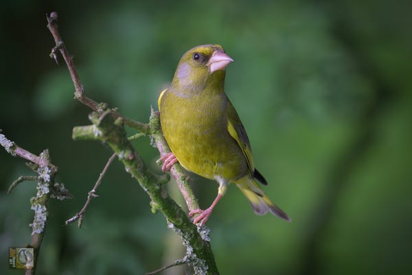 an olive green bird with a large beak