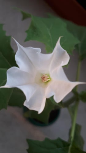 Zdjęcie białego kwiatu bielunia, zrobione od góry do jego wnętrza. Kwiat nie ma osobnych płatków, jest jakby jeden dookoła. Środek lekko kremowy. Dookoła w tle widoczne szerokie zielone liście na tle szarej betonowej podłogi.