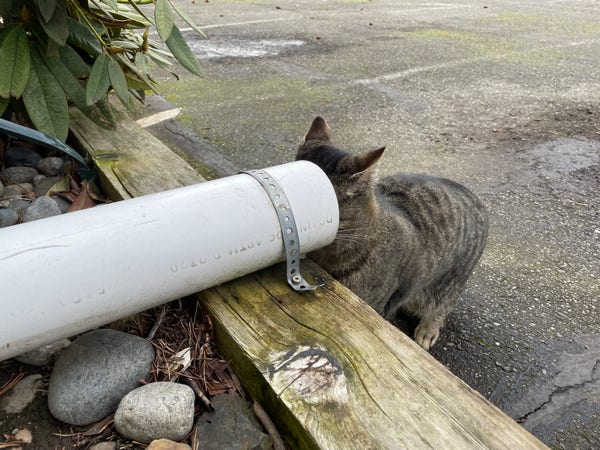 Kit that cat sticks his head in a large plastic pipe.