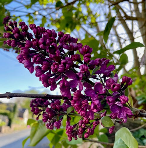 Vibrant purple lilacs, mostly still held tight in buds with only the first few blossoms opening up to the sunlight