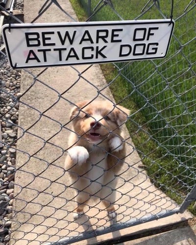 In this image we can see a dog standing on the ground. In the background we can see a board with some text on it, fence and grass.