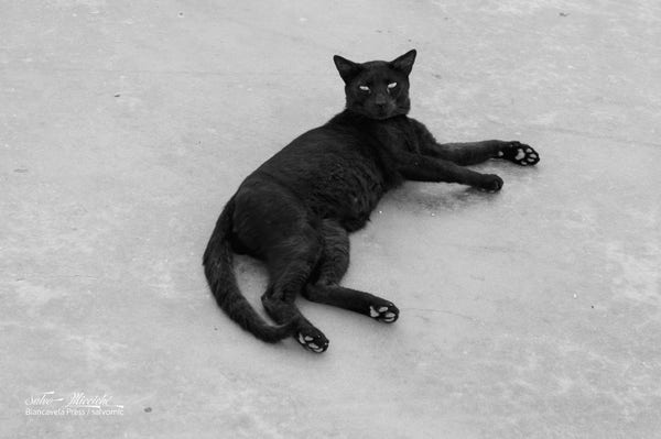 «Ve lo meritate un bel gatto nero»
