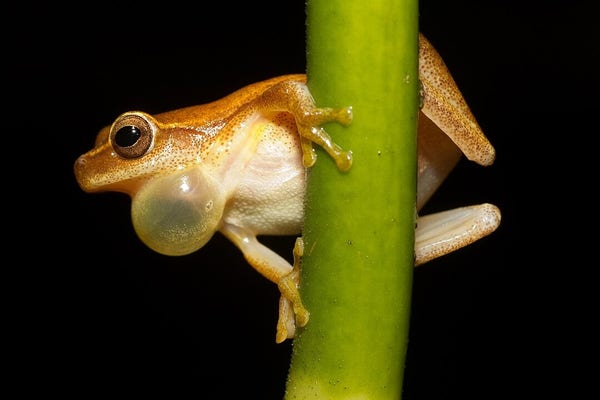 An orangeish frog with a white belly and a distended throat pouch clinging sideways onto a thick stalk.