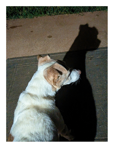 night. overhead view of a small terrier with white coat and brown markings standing on a rug on a concrete porch edged by grass. he's lit by light coming from inside the house that also casts his shadow.