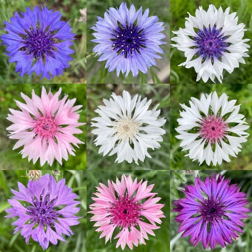These are photos of the nine color variations of cornflower I came across.
They were taken from above the flower, and I have collected them in nine frames.
