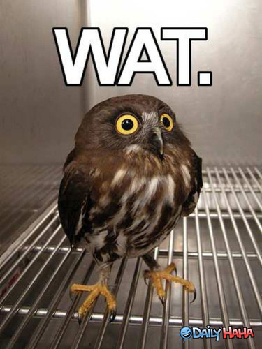 A small owlet with wide eyes looking frightened in a veterinarian cage. Above its head is text, the uppercase W A and T with a full stop/period at the end.